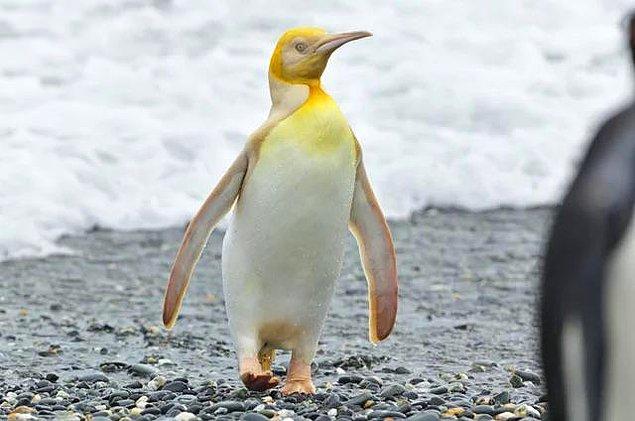 9. Güney Georgia Adası'nda yaşayan sarı tüylü bir penguen: