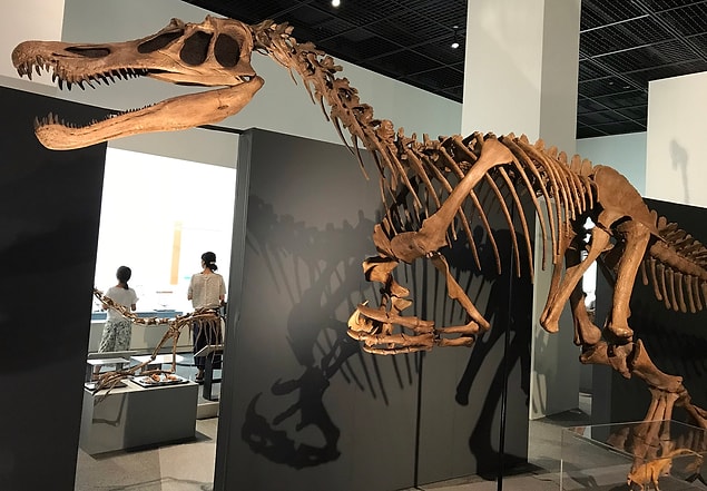 Spinozoritler muhtemelen dik duran büyük etobur dinozorlardı.