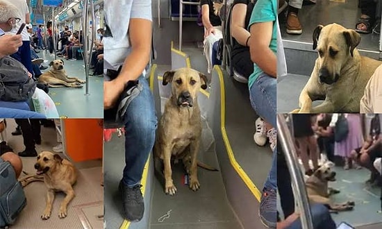 İBB, Kendi Kendine İstanbul'u Gezen BOJİ'nin Bakımını Yapıp Köpeğe GPS Taktı