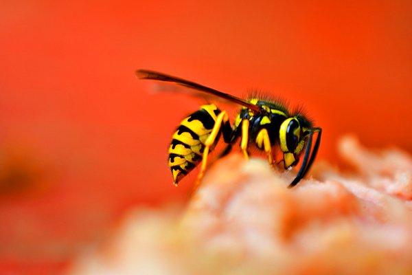 5. Dünyanın en küçük yaban arısı, vücudundaki uzuvların boyutundan dolayı bir amipten daha küçüktür ve şekil olarak yine bir arıya benzer.