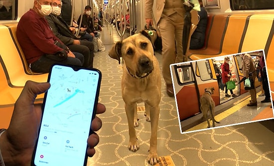 Boji Mikroçiple Takip Ediliyor: Bir Günde 29 Durak Gezdi