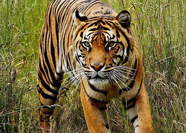 2. Сегодня я узнал, что тигры почти невидимы для своей добычи, которая видит оранжевый как зеленый. Тигры оранжевые, потому что у млекопитающих не может быть зеленой шерсти, и оранжевый был самым лучшим вариантом