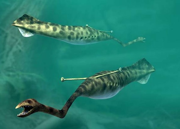 11. Сегодня я узнал о Tullimonstrum Gregarium, он же Туллимонстр (род вымерших водных животных). Это настолько странное животное, что, несмотря на наличие тысяч окаменелостей, у нас до сих пор нету информации о том, позвоночное оно или беспозвоночное. Что еще более странно, окаменелости этого существа были найдены только в одном месте в мире - в то время на месте современной реки Мазон-Крик (Иллинойс)