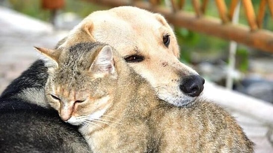 4 Ekim Hayvanları Koruma Günü Mesajları! İşte En Güzel ve Farkındalık Yaratacak Hayvanları Koruma Günü Sözleri