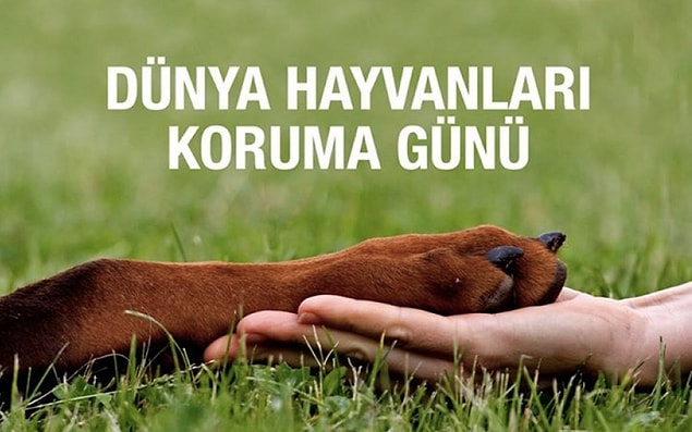 İşte Resimli Hayvanları Koruma Günü Sözleri...