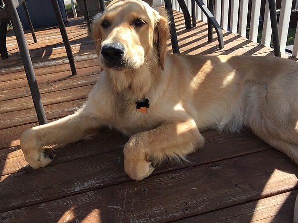 3. Всегда так делает, когда я достаю кусачки для ногтей