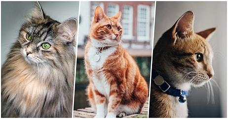 Cana Yakın ve Bir O Kadar da Gizemli Olan Dostlarımız Kediler Hakkında Birbirinden Şaşırtıcı 30 İlginç Bilgi