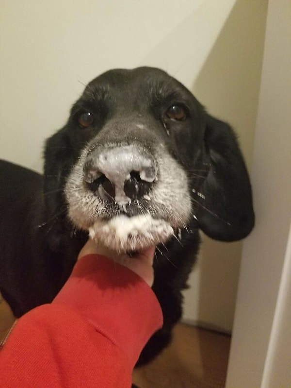 11. Этот дурачек кушал муку в кладовой, а тепер удивлен, почему его рот полон теста