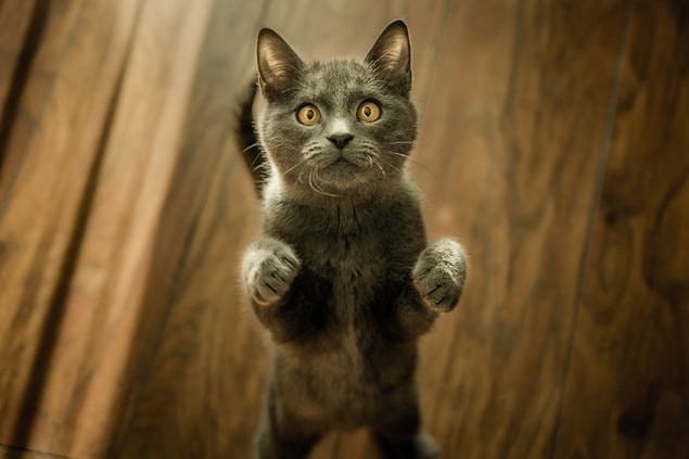 5. Le premier chat dans l'espace a été renvoyé sain et sauf dans le monde par un scientifique français en 1963.