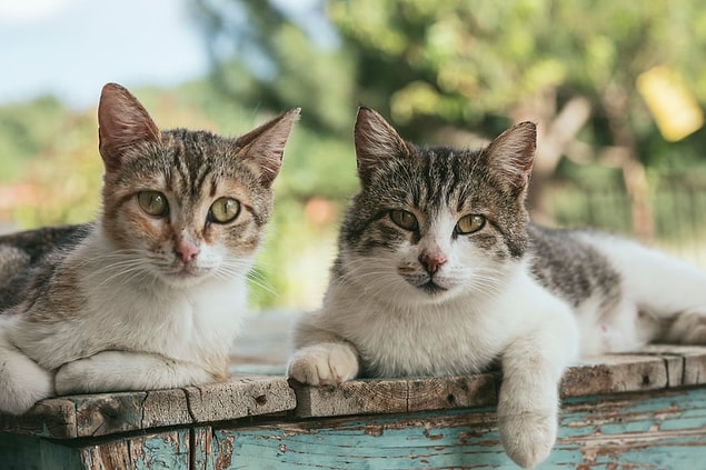 9. On dit qu'un chat sur 200 souffre de la maladie de la vigne. La fumée de cigarette et la poussière, auxquelles sont particulièrement exposés les chats domestiques, mettent en danger la santé de votre chat.