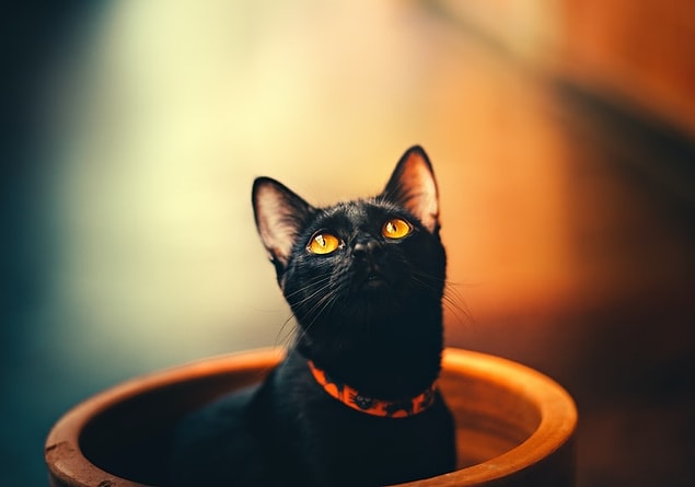 11. On ne sait toujours pas pourquoi le chat noir est considéré comme malchanceux dans certaines cultures.