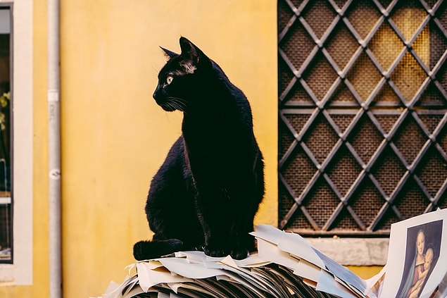 12. Au Japon, on pense que les chats noirs portent chance, en particulier les jeunes femmes.