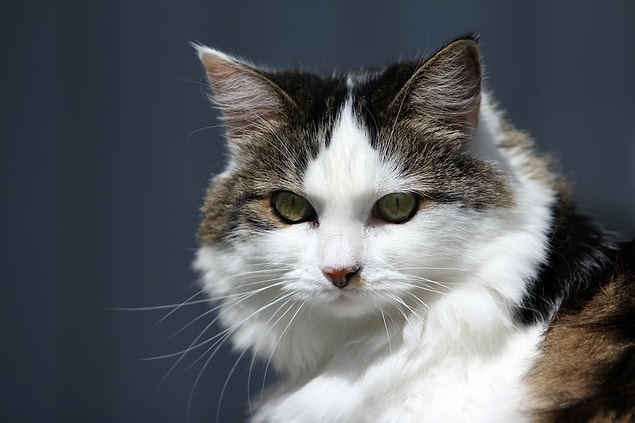 14. Les chats ne peuvent pas goûter les aliments sucrés.