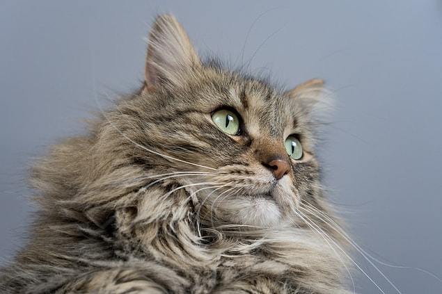 17. Selon une étude menée à Bristol en 2010, les personnes ayant fait des études universitaires étaient plus susceptibles de posséder un chat que les autres.