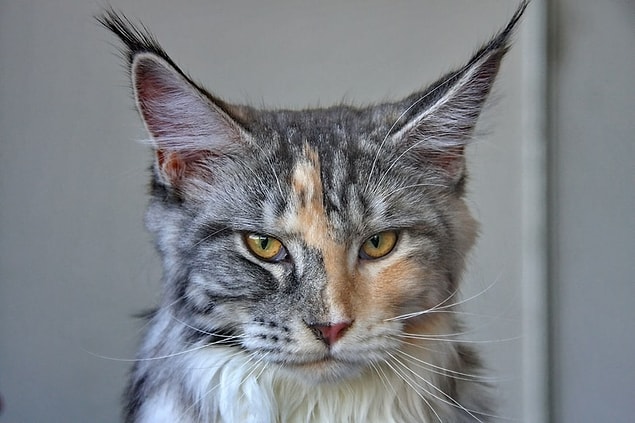 18. Un chat a 244 os alors qu'un humain en a 206.