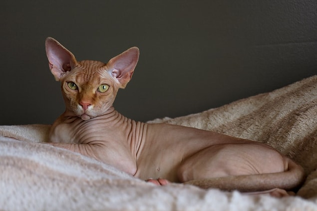 19. Les chats Sphinx sont les seules races de chats qui n'ont pas de poils ou de fourrure sur leur corps.