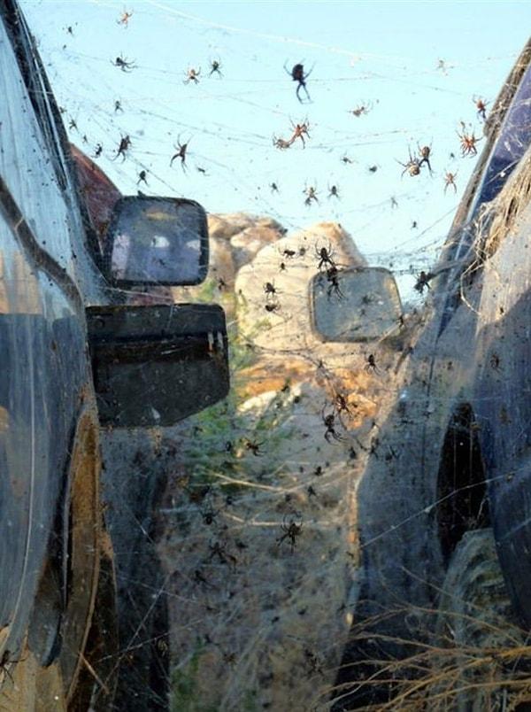 27. Arabanıza binecekken örümcekler tarafından istila edildiğini görmek.