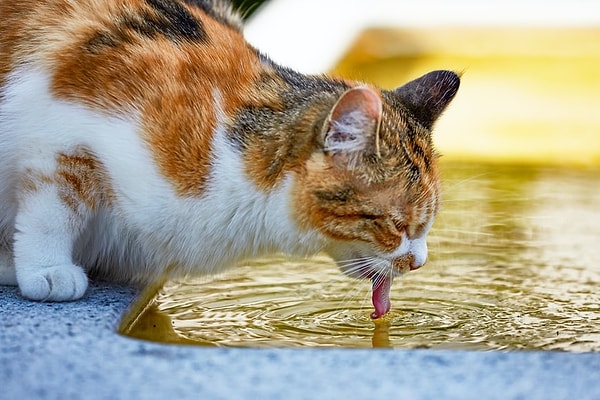 20. Uzmanlara göre kedilerin sudan ve ıslanmaktan nefret etmelerinin sebebi ıslanan tüylerini kontrol edememe korkusuymuş.