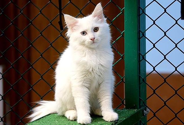 21. Il existe aussi des races de chats qui n'ont pas peur d'aller dans l'eau. Le chat Van, le chat Maine Coon et le chat Bengal en font partie.