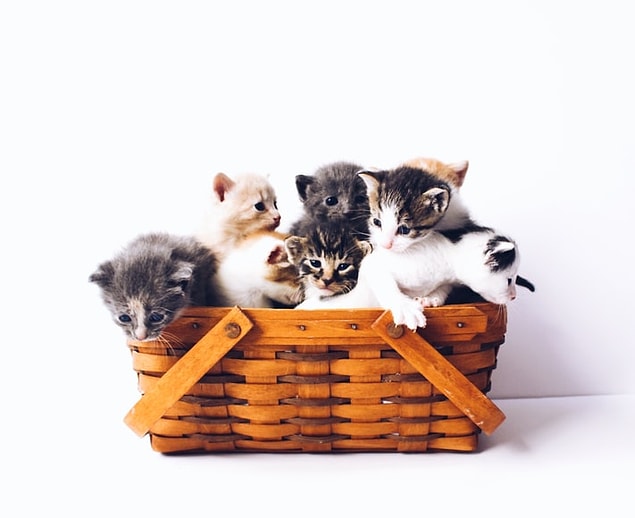 22. Les chats aiment les petits espaces. Ces petits espaces qui renforcent leur confiance les gardent au chaud et à l'aise.