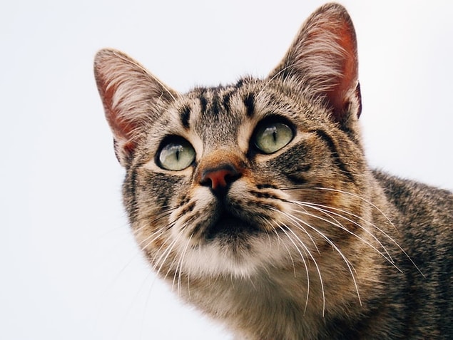 25. L'activité la plus courante que les chats ont tout au long de leur vie est de dormir et de se nettoyer en se léchant.