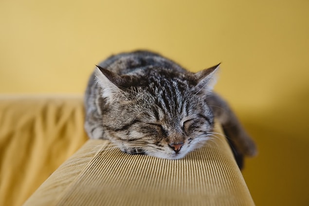 26. Il y a plus de chats domestiques que de chiens domestiques en Amérique. Alors qu'il y a 85,8 millions de chats domestiques dans le pays, le nombre de chiens domestiques est de 78 millions.