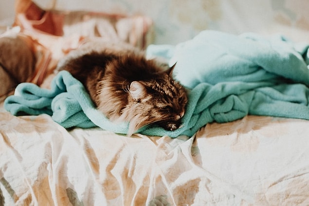 28. Des noms célèbres dans l'histoire comme Mark Twain, les frères Bronte et Florence Nightingale aimaient les chats.