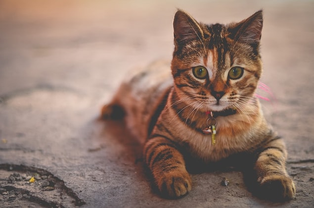 30. Les chats peuvent sauter jusqu'à cinq fois leur taille.