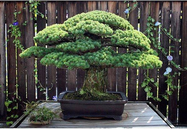 5. 396 yıllık bir bonsai bitkisi: