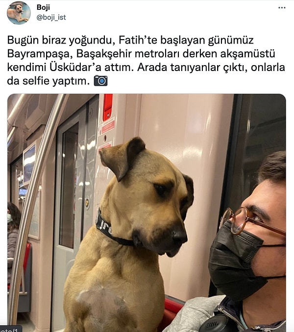 3. Boji'nin maceraları devam ediyor. 🐕