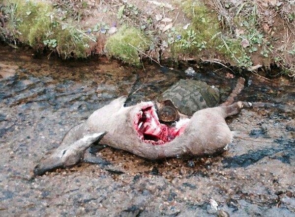 3. Bir geyik ölüsünü yiyen kaplumbağa:
