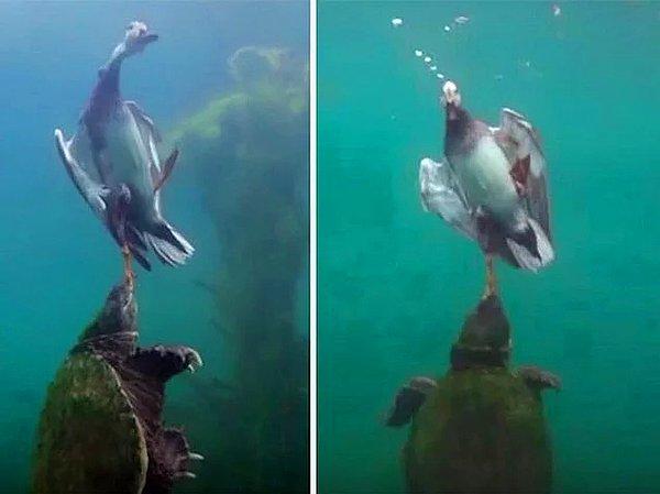 5. Bir ördeğin ayağından tutup onu denizin derinliklerine doğru çeken kaplumbağa: