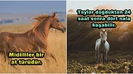 Asalet Timsali Atlar Hakkında Daha Önce Duymadığınız 15 İlginç Gerçek