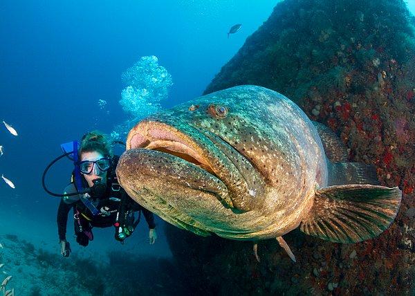 12. Denizde yüzerken görmemenizin imkansız olduğu bir balık: Atlantik Goliath orfozu!