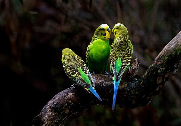 3. İngiltere'ye getirilen muhabbet kuşlarının çoğu yeşil ve sarı renklere sahiptir fakat yıllar geçtikçe bu renk çeşitliliği artmıştır.
