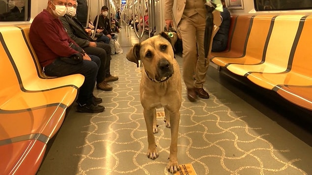 Vapur, tren, metro... Aklınıza gelebilecek birçok toplu taşıma aracıyla İstanbul'u turlayan Boji'yi son günlerde hepimiz yakından tanıyoruz.