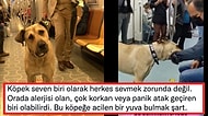 Kısa Sürede Fenomen Olan İstanbul'u Turlayan Köpek Boji'nin Metrodaki Görüntüsü Tartışma Yarattı