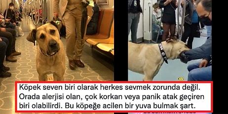 Kısa Sürede Fenomen Olan İstanbul'u Turlayan Köpek Boji'nin Metrodaki Görüntüsü Tartışma Yarattı