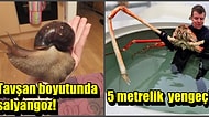 Minik Tatlı Hayal Dünyanızı Bırakın! Tahminlerden Çok Daha Büyük Olan 14 İnanılmaz Canlı