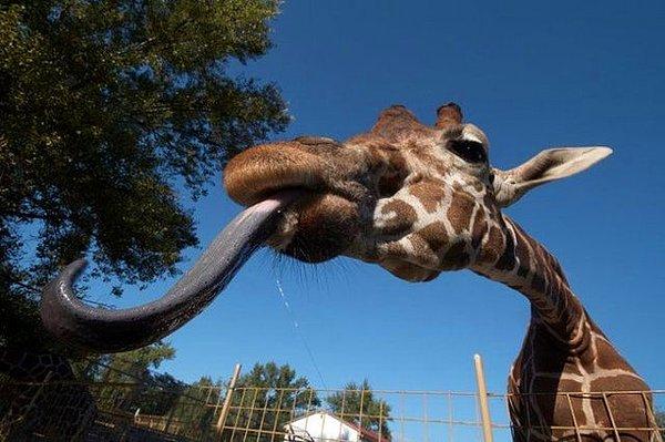 10. 53.34 santimetre uzunluğunda bir dili olan zürafa. Kendisi diliyle kendi kulaklarını temizleyebiliyormuş.😂