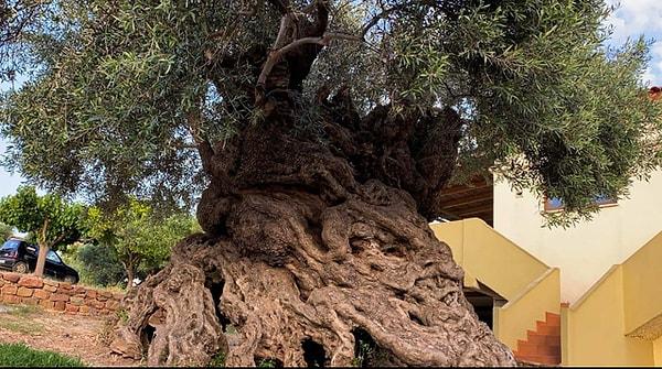 11. 3500 yaşında olan ve Yunanistan'da yaşamaya devam eden dünyanın en yaşlı zeytin ağacı:
