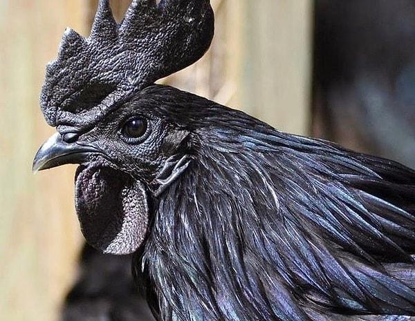 13. Hiperpigmentasyon nedeniyle derisinden iç organlarına tamamen siyah olan bir tavuk: