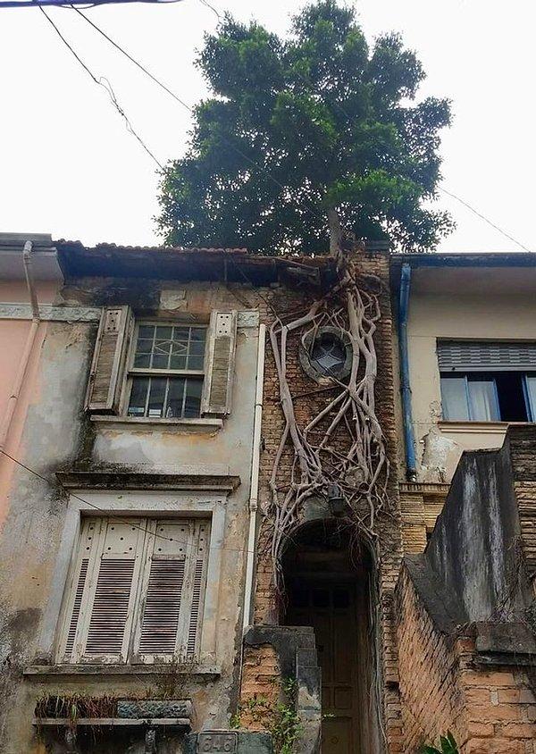 3. "Terk edilmiş bu evin üzerinde bir ağaç büyüyor."