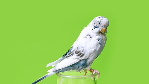 20. Matematik zihnine sahip olan muhabbet kuşları basit toplamları yapabilen ve ayrıca üçe kadar sayabilen hayvanlardır.