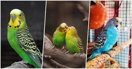Muhabbet Kuşlarının Ne Kadar İlginç Hayvanlar Olduğunu Kanıtlayacak 20 Akılalmaz Bilgi
