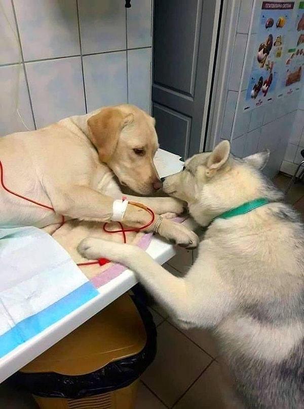 2. Kliniğe gelen hasta köpeklerin rahatlamasına yardımcı olan tatlı mı tatlı bir veteriner hekim asistanı:😍