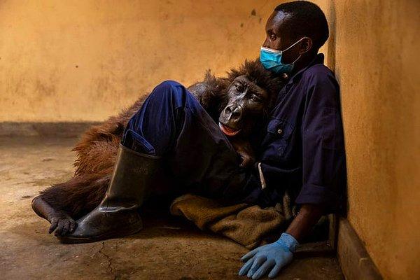 4. 2007 yılından bu yana ailesi avcılar tarafından öldürüldüğü için bakıcısı tarafından büyütülen goril Ndakasi bugün vefat etti.😢