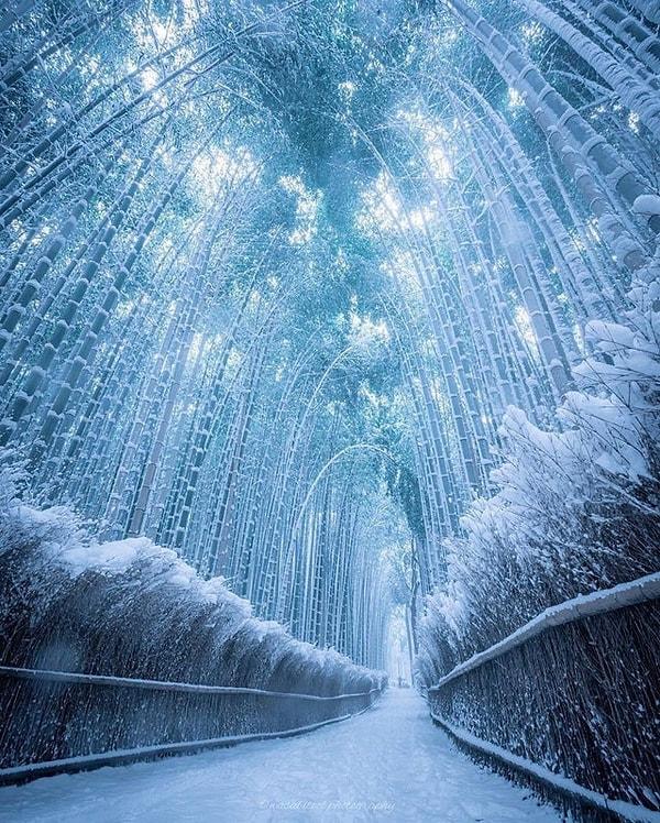 6. Kyoto'da donmuş bir bambu yolu: