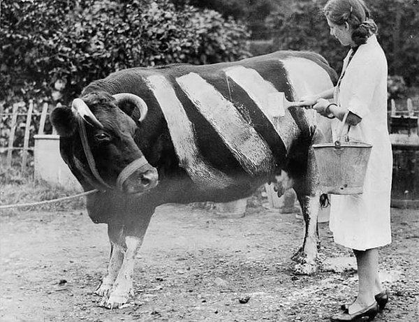 14. İkinci Dünya Savaşı zamanında çiftçiler karartma koşullarında görünürlüklerini artırmak için hayvanların üstüne bu şekilde şeritler çizerlermiş.👇
