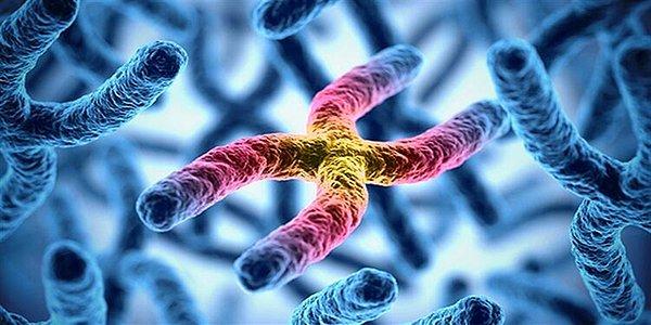 Korkut Ulucan Yazio: Gençlik İksiri Telomerler mi? Telomer Testleri Gerçekten Neleri Vaat Ediyor?